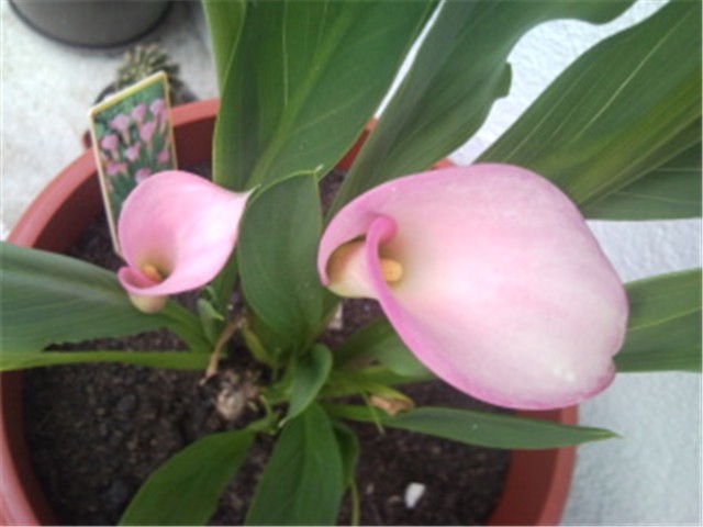 Calla roza
